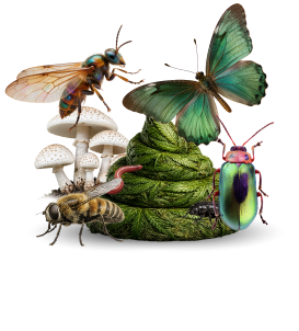 SHITART